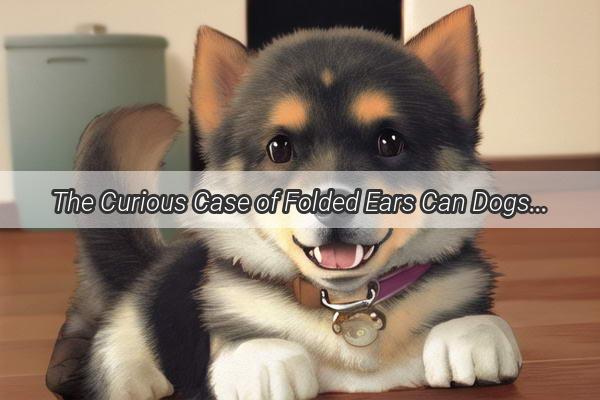 The Curious Case of Folded Ears Can Dogs Have Them A Heartwarming Tale